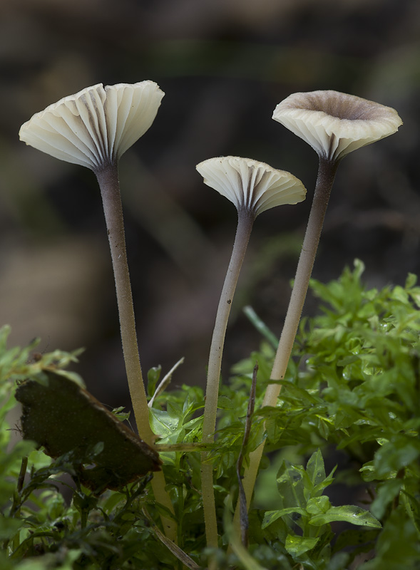 Rickenella swartzii